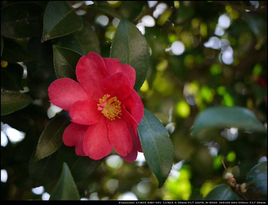 山茶花