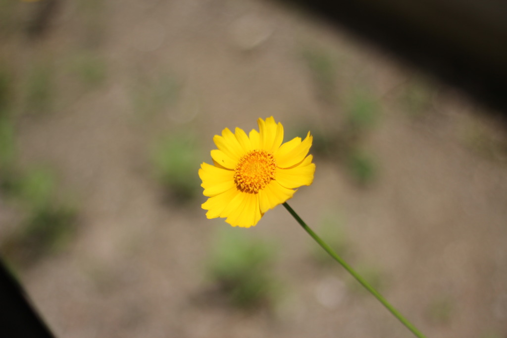 一輪の花