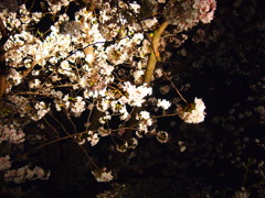 舞鶴夜桜-1