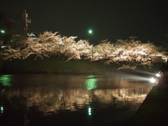 舞鶴夜桜-12