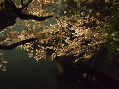 舞鶴夜桜-14