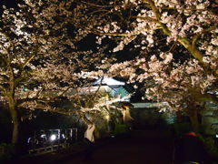舞鶴夜桜-2