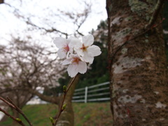 中ノ島公園の桜-2