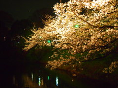 舞鶴夜桜-7