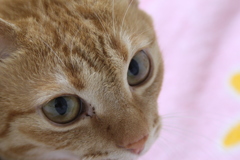 睨むニャ～