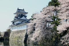 春満開