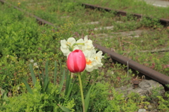 廃線　時々　お花畑