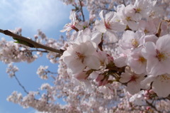 近所の公園で桜