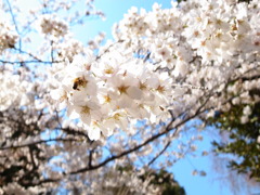 皇居の桜　蜂がいました