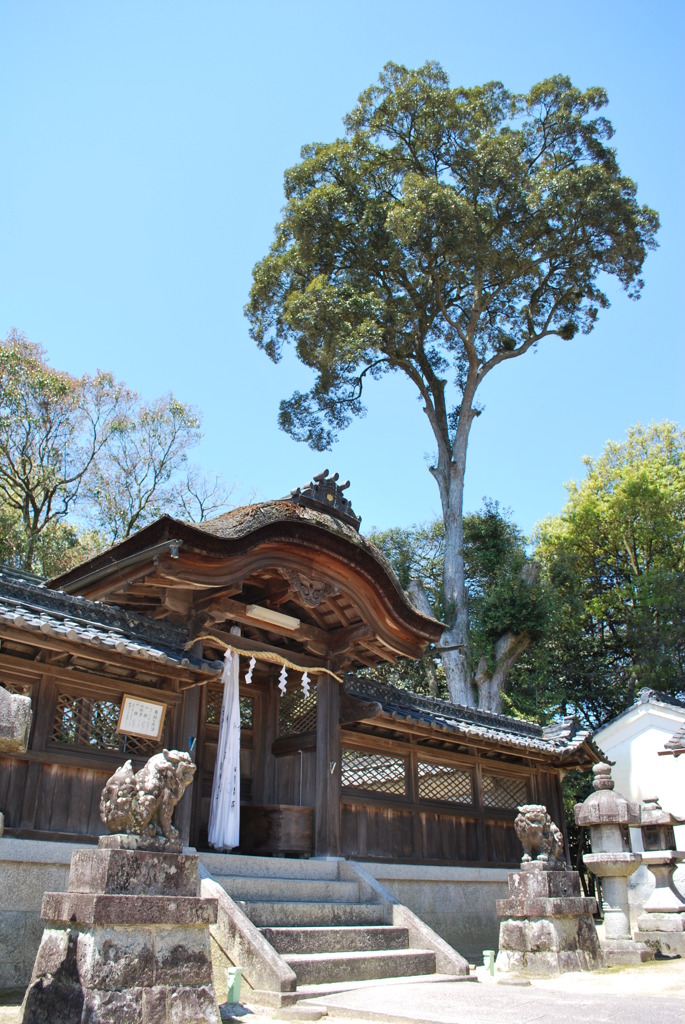 大木