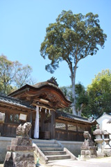 大木