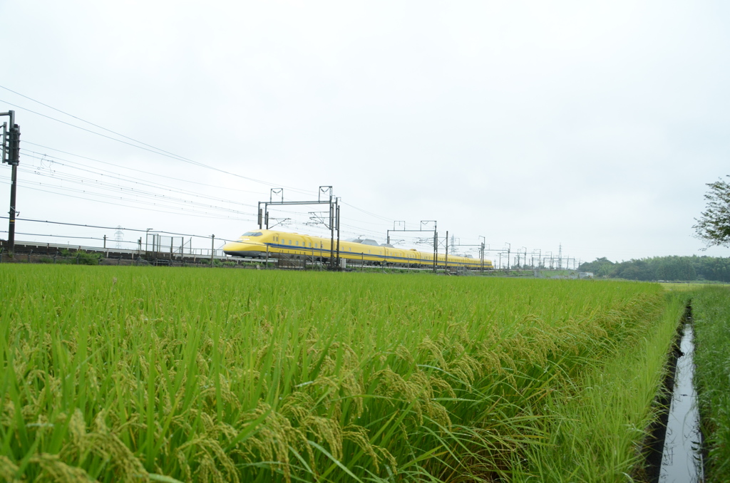 緑のじゅうたんとドクターイエロー