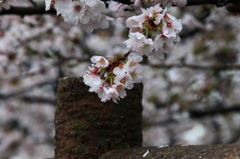 雨上がりの桜