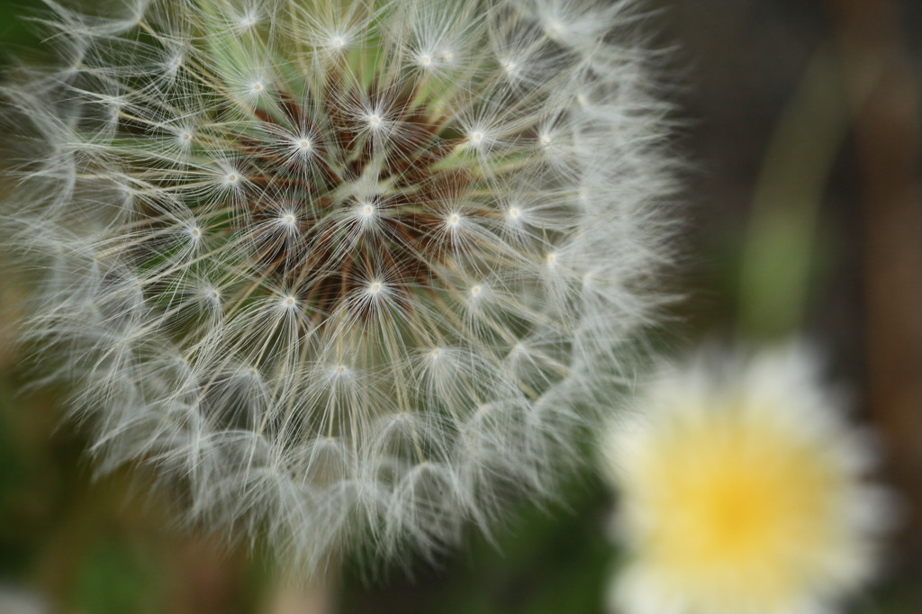 春の花火