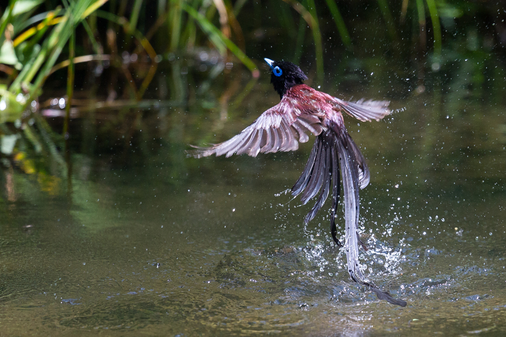 『水絡み』