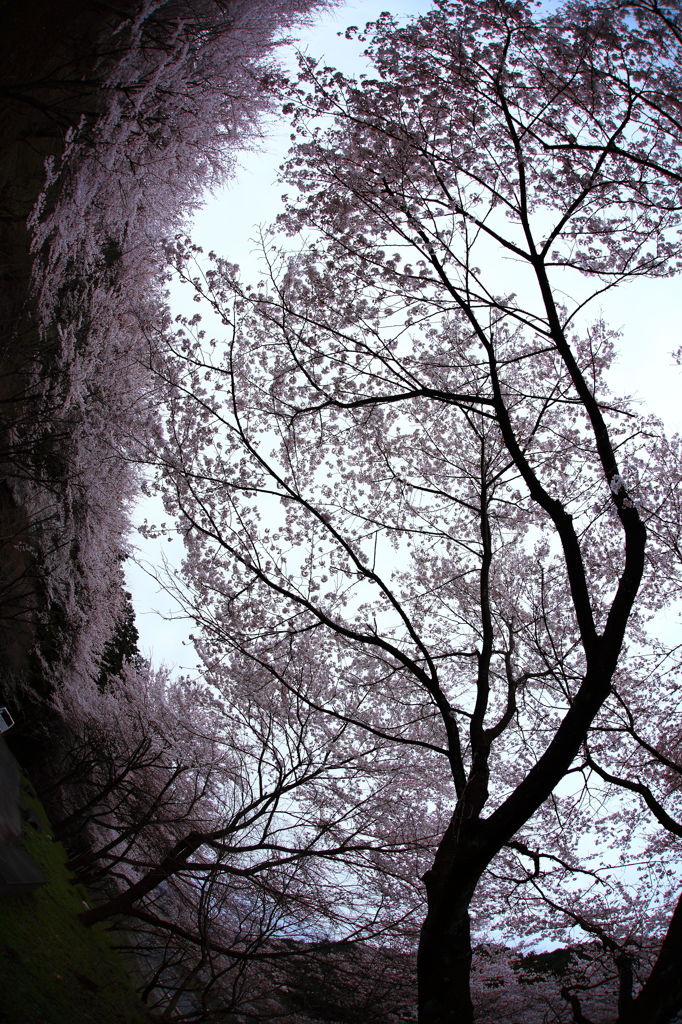 今年の『桜』