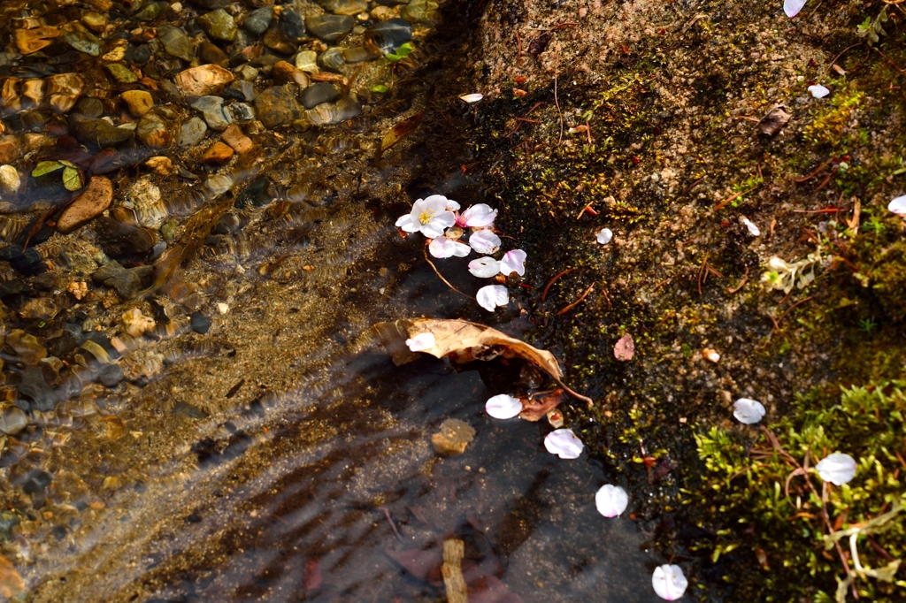 清流と桜の花びら