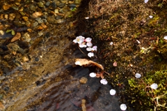 清流と桜の花びら