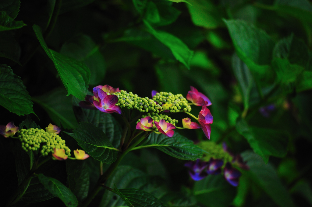 護摩堂山紫陽花