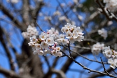 春はこれから１