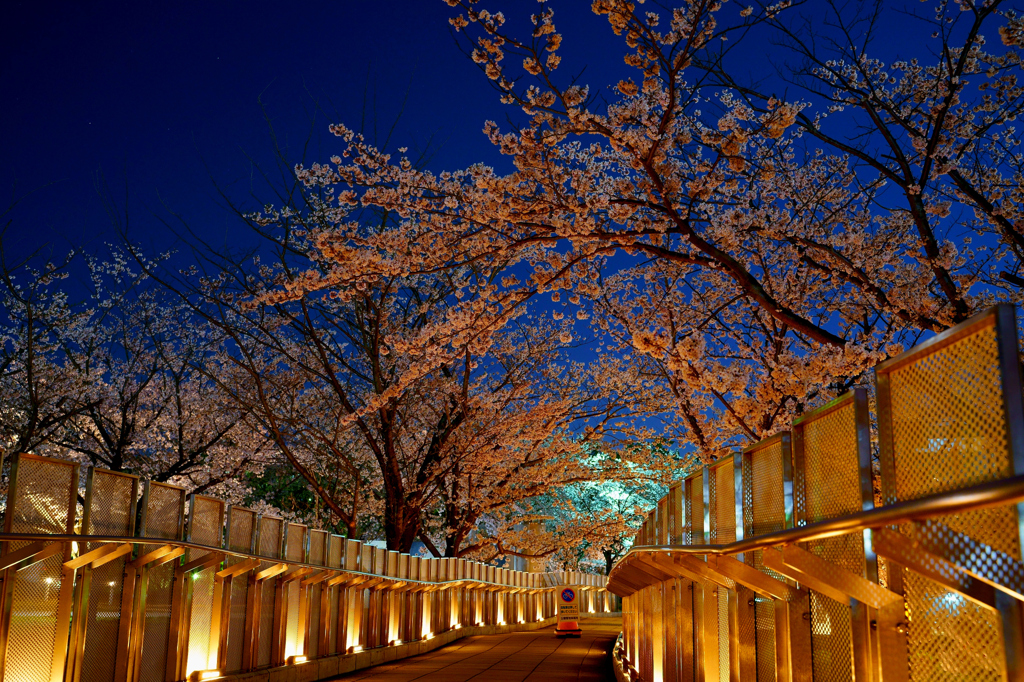 桜が迎えてくれた