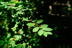 夏の光１