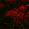 Red spider lily