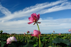 夏に咲く