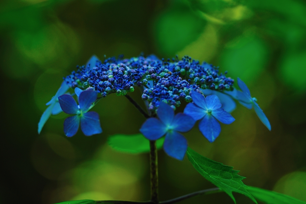 季節になる前の紫陽花２