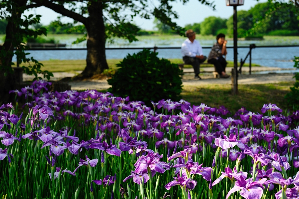 菖蒲を眺める老夫婦