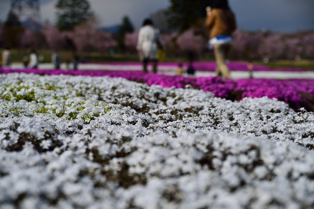 赤城南面芝桜１