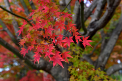 秋色の紅葉