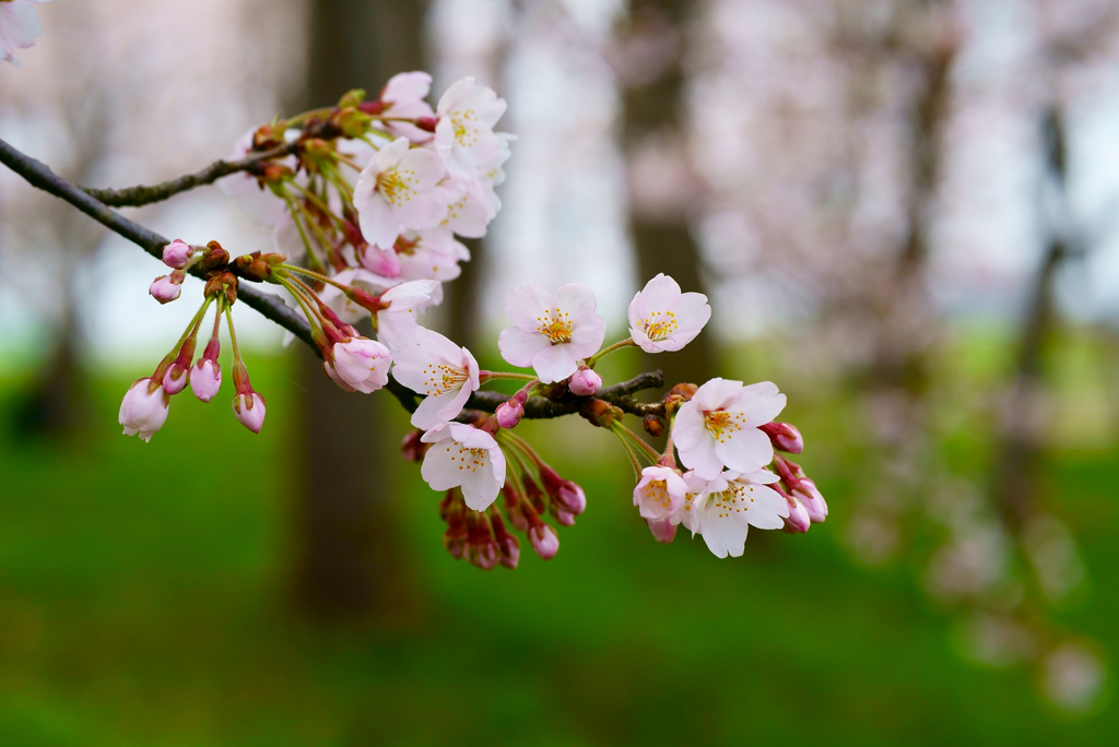 咲き始めの桜