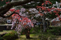 桜と紅葉