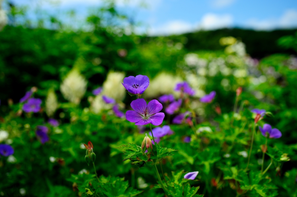 Purple２