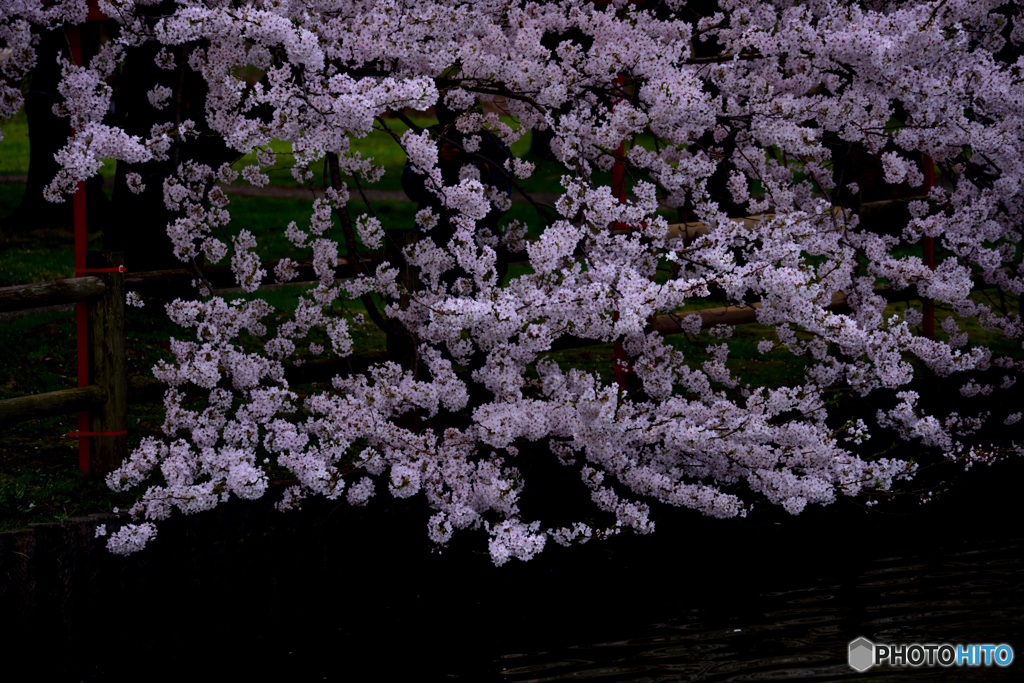 湖畔の桜２