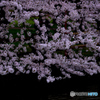 湖畔の桜２