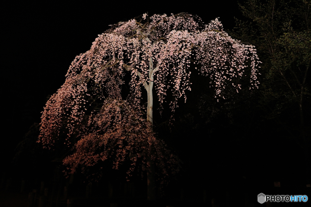 夜桜