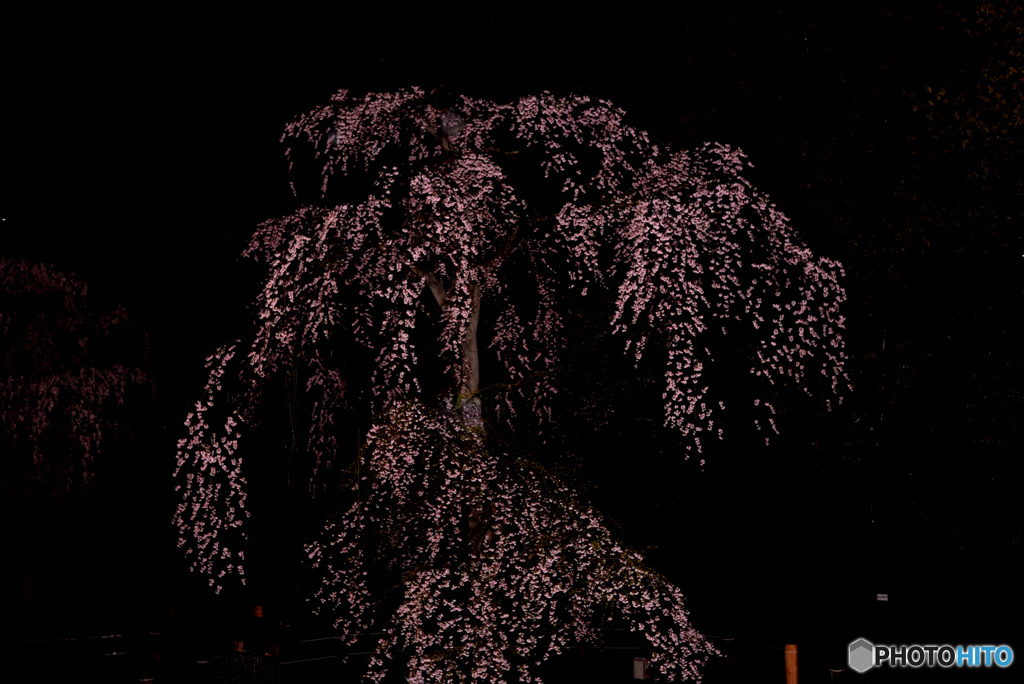 夜の垂れ桜２