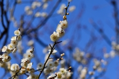 梅は咲いたか桜はまだかいな