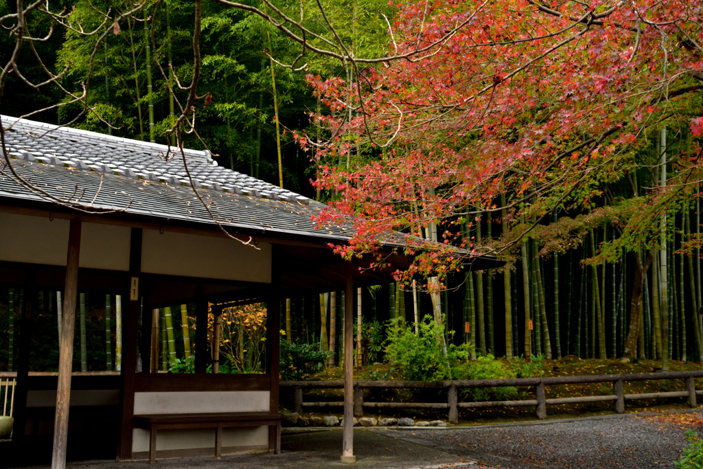 竹林と紅葉１