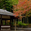 竹林と紅葉１