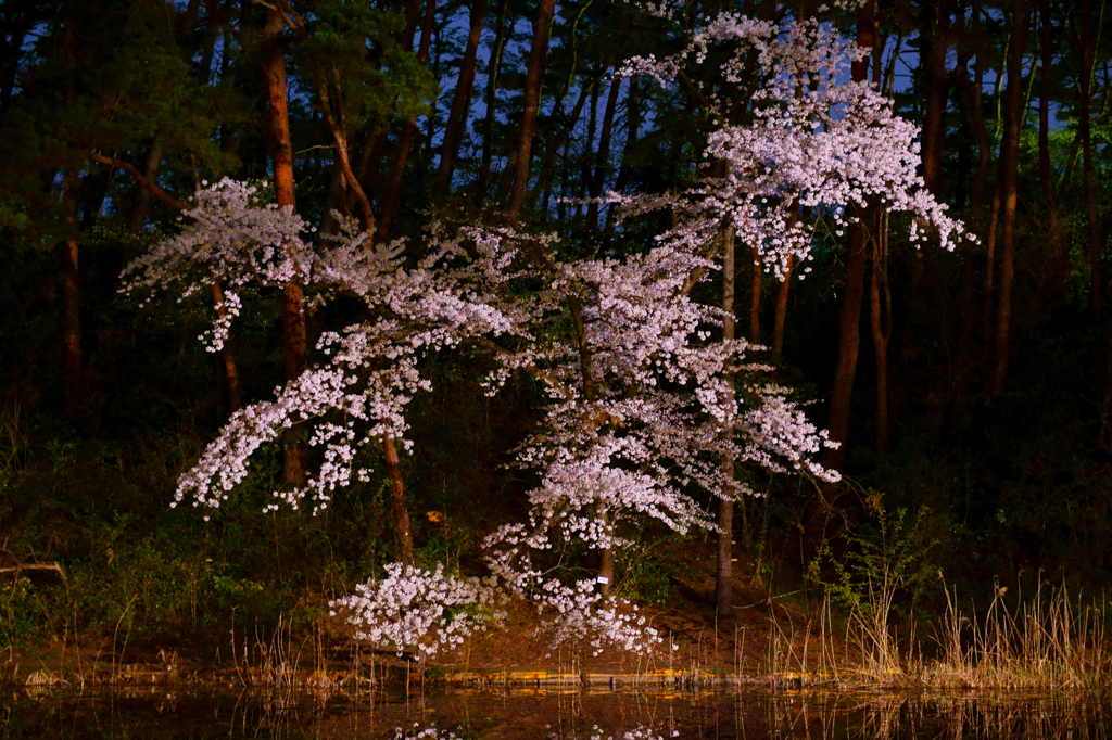 暗闇の桜１