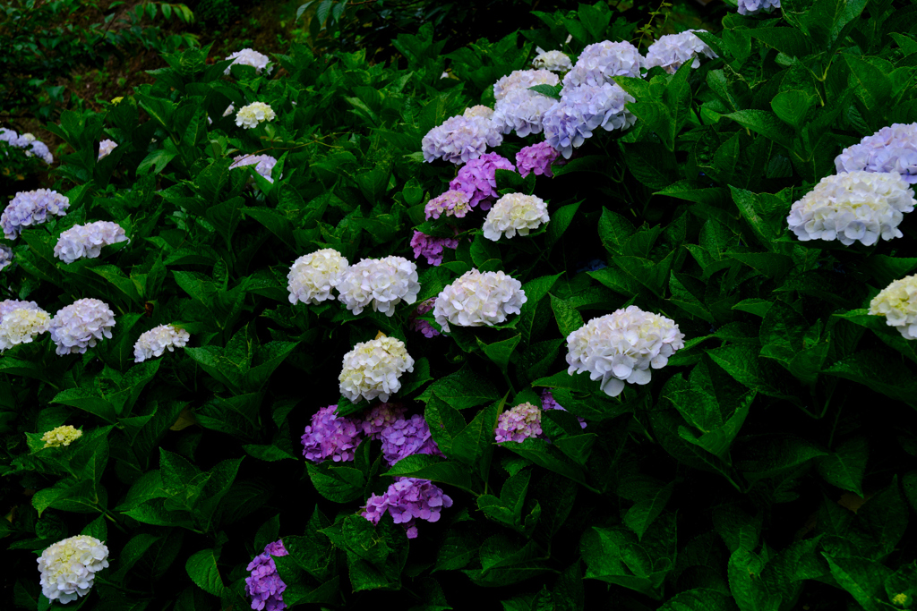 水道山の紫陽花