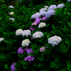 水道山の紫陽花