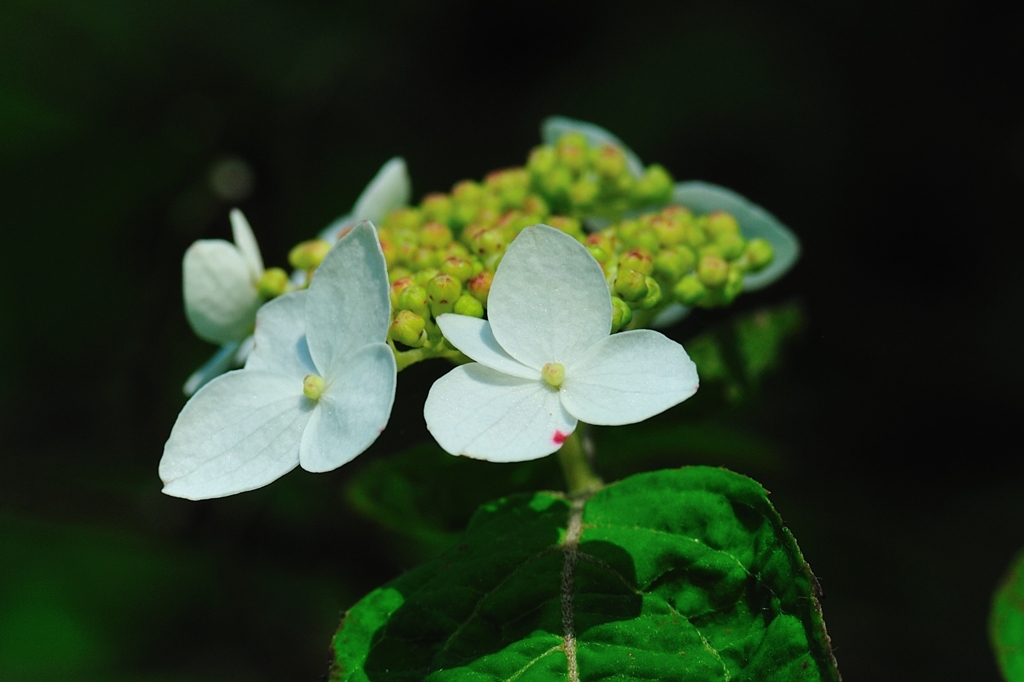 無垢な紫陽花