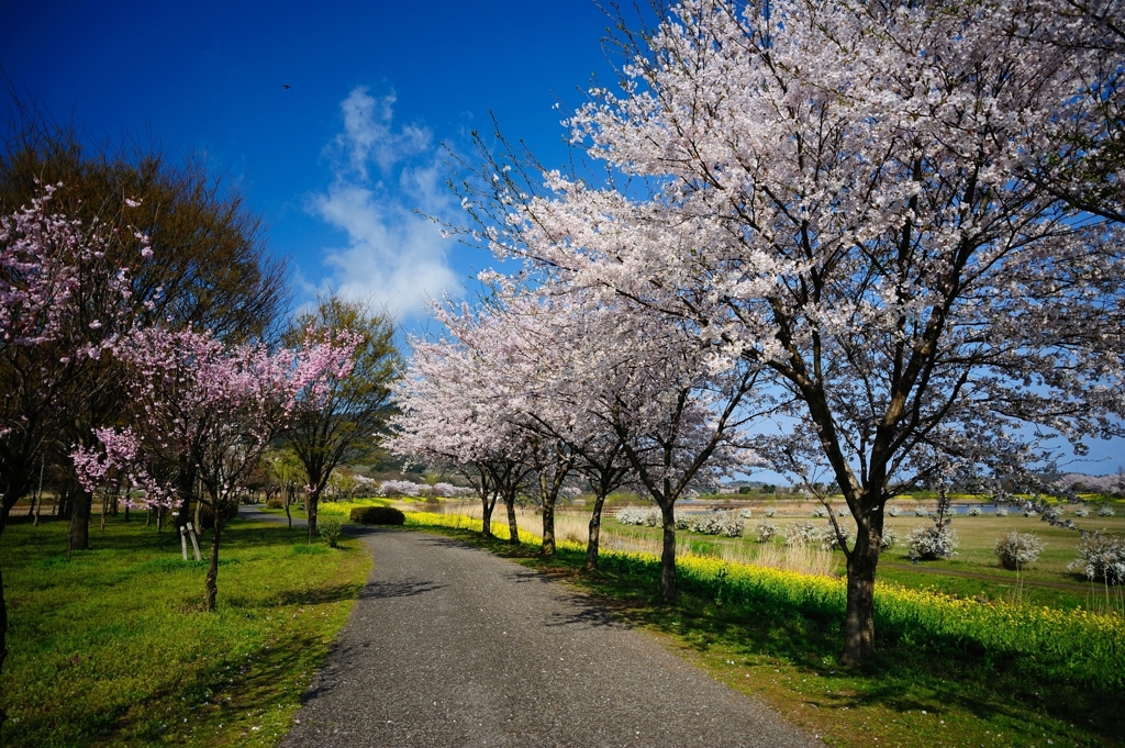 上堰潟公園の桜２