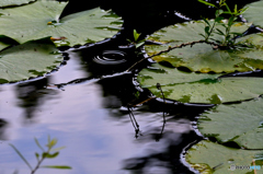 波紋と水面の微細な揺れ