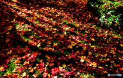 秋の絨毯に差し込む日差し
