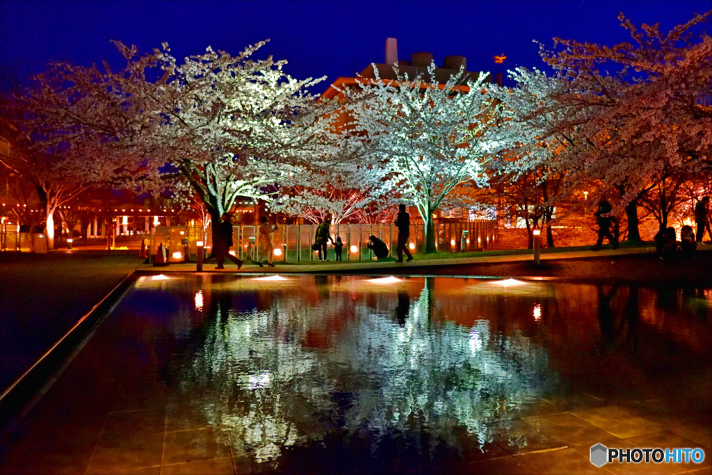 照らされて水面に映る桜花
